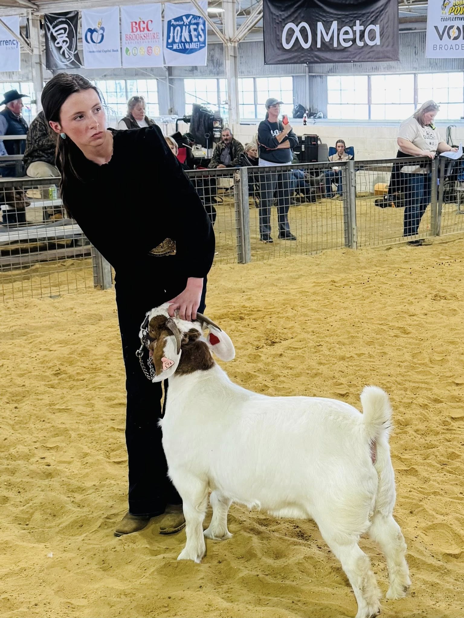 A girl holding onto a goat in a show ring.